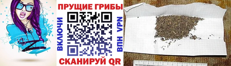 Псилоцибиновые грибы GOLDEN TEACHER Долгопрудный